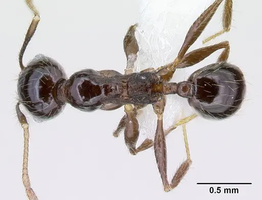 Pheidole tenuicephala - CASENT0609060