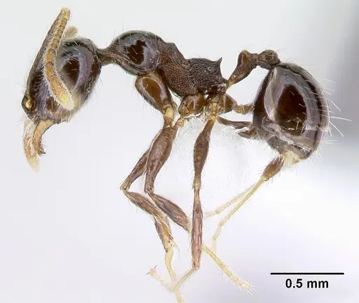 Pheidole tenuicephala - CASENT0609060