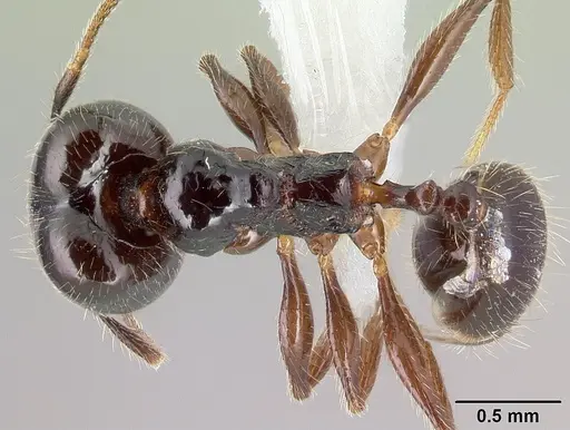 Pheidole tenuicephala - CASENT0609069