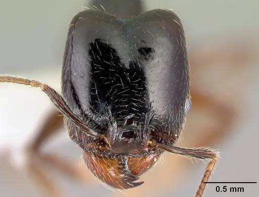 Pheidole tenuicephala - CASENT0609069