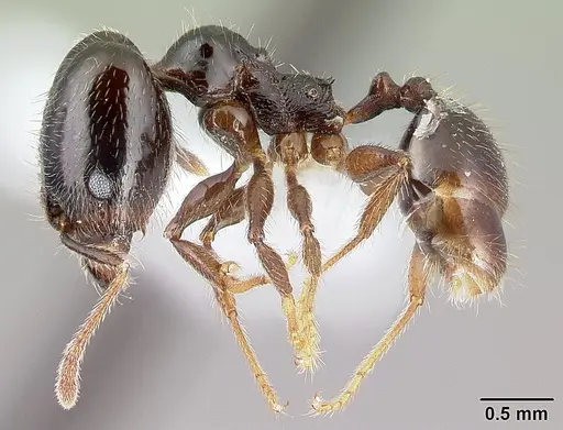 Pheidole tenuicephala - CASENT0609069