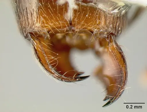 Pheidole tenuicephala - CASENT0609073