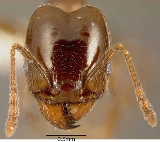 Pheidole tenuicephala - CASENT0635546