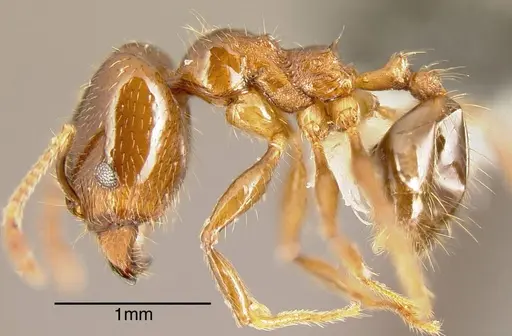 Pheidole tenuicephala - CASENT0635546