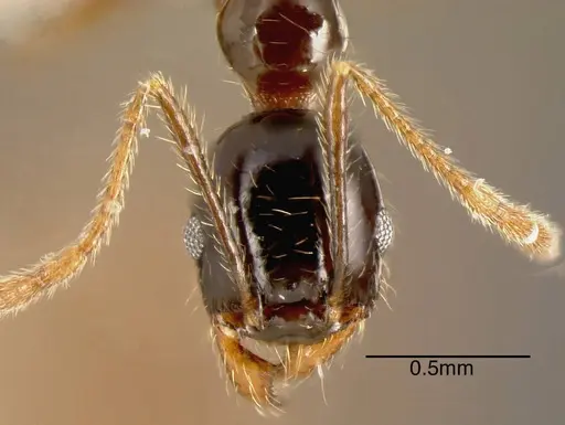 Pheidole tenuicephala - CASENT0635547