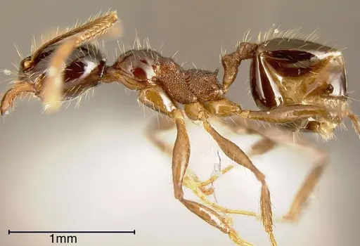 Pheidole tenuicephala - CASENT0635547