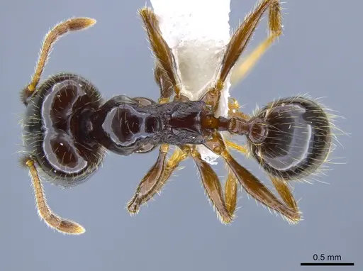 Pheidole tenuicephala - CASENT0635760