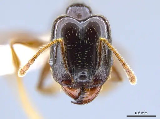 Pheidole tenuicephala - CASENT0635760