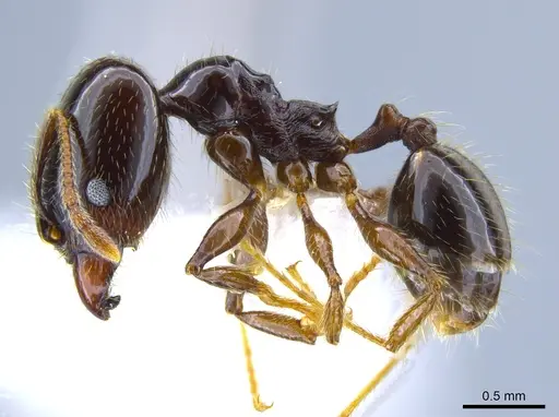 Pheidole tenuicephala - CASENT0635760