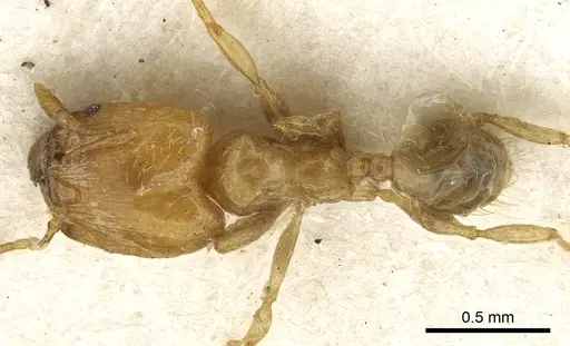 Pheidole tenuiclavata specimen