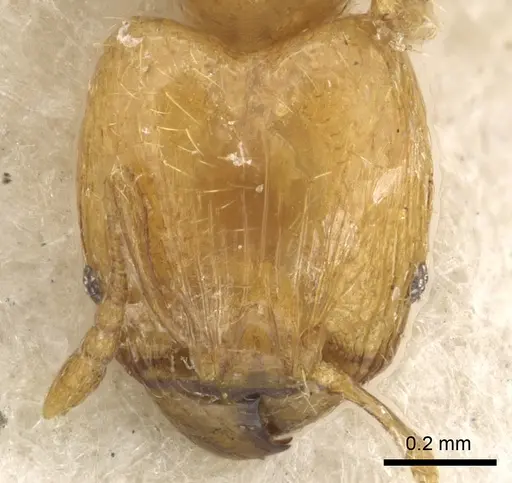 Pheidole tenuiclavata specimen