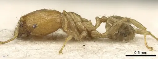 Pheidole tenuiclavata specimen