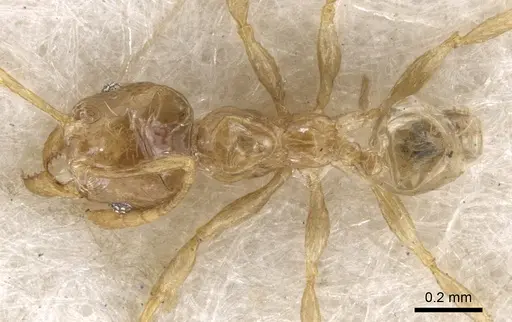 Pheidole tenuiclavata - CASENT0901538