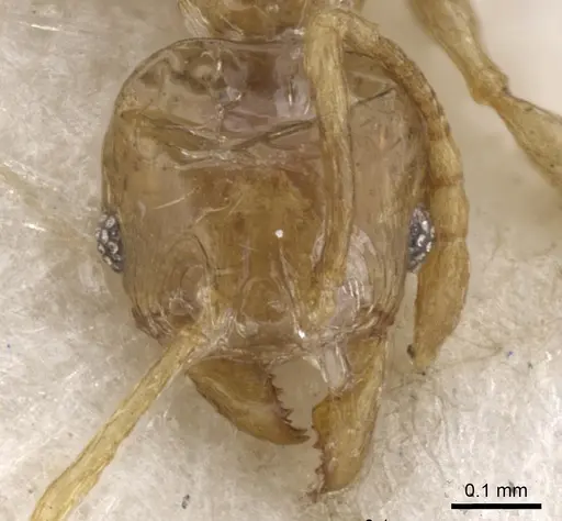 Pheidole tenuiclavata - CASENT0901538
