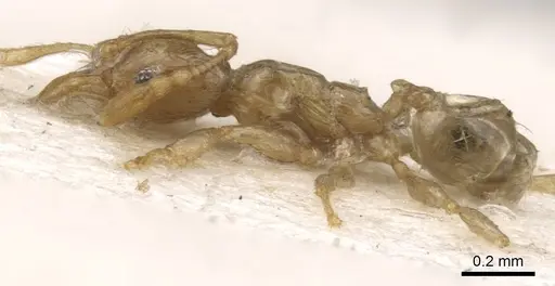 Pheidole tenuiclavata - CASENT0901538