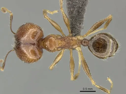 Pheidole tenuinodis specimen