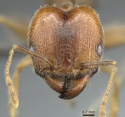 Pheidole tenuinodis specimen