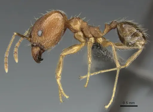 Pheidole tenuinodis specimen
