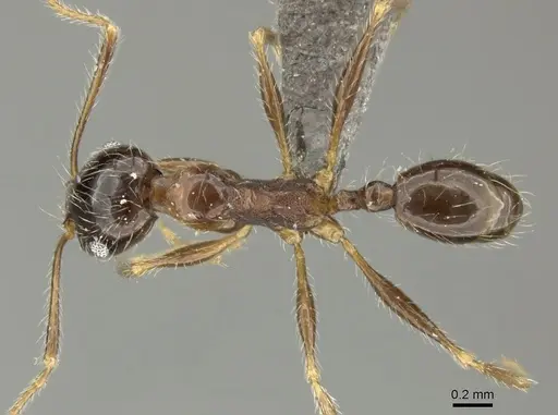 Pheidole tenuinodis - CASENT0235969