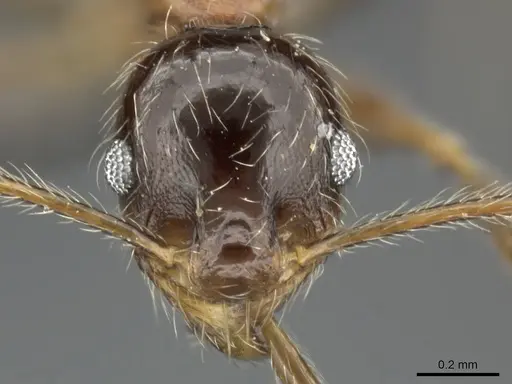 Pheidole tenuinodis - CASENT0235969