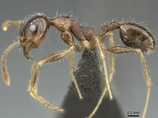 Pheidole tenuinodis - CASENT0235969