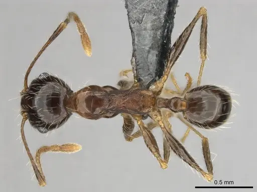 Pheidole tenuinodis - CASENT0252721