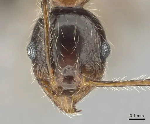 Pheidole tenuinodis - CASENT0252721