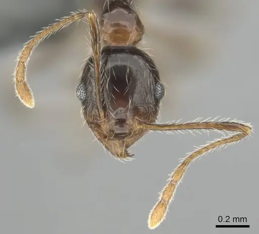 Pheidole tenuinodis - CASENT0252721