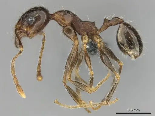 Pheidole tenuinodis - CASENT0252721