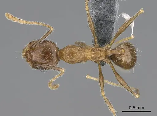 Pheidole tenuinodis - CASENT0785978