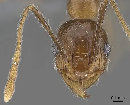 Pheidole tenuinodis - CASENT0785978