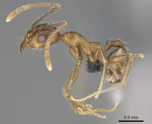 Pheidole tenuinodis - CASENT0785978