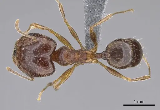 Pheidole tenuinodis - CASENT0785979