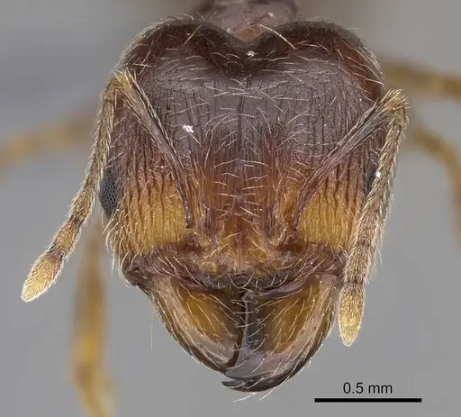 Pheidole tenuinodis - CASENT0785979