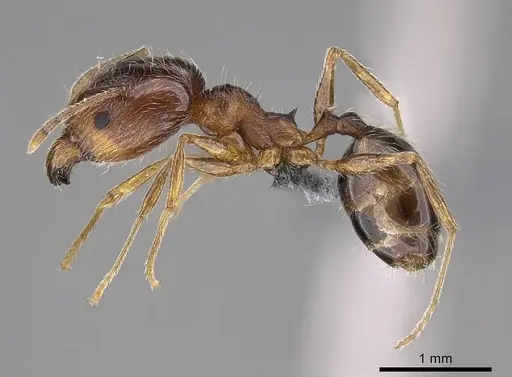 Pheidole tenuinodis - CASENT0785979