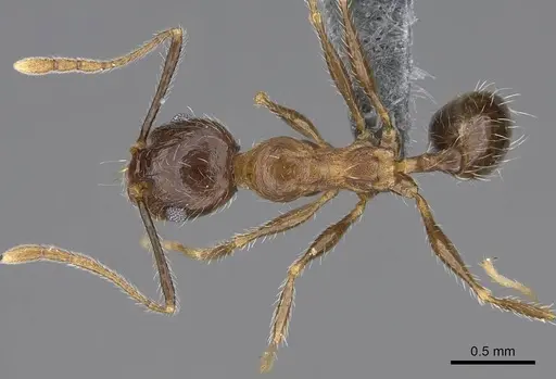 Pheidole tenuinodis - CASENT0785980