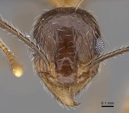 Pheidole tenuinodis - CASENT0785980