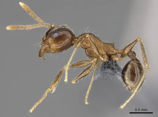 Pheidole tenuinodis - CASENT0785980