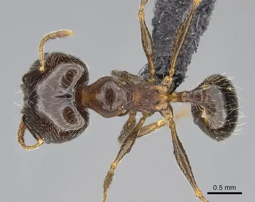 Pheidole tenuinodis - CASENT0822227