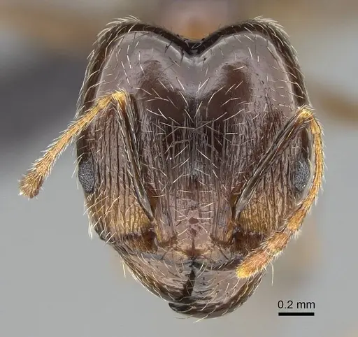 Pheidole tenuinodis - CASENT0822227