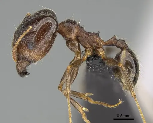 Pheidole tenuinodis - CASENT0822227