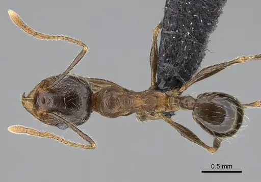 Pheidole tenuinodis - CASENT0822228