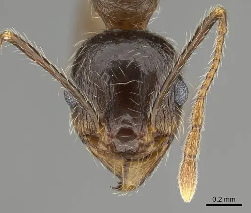 Pheidole tenuinodis - CASENT0822228
