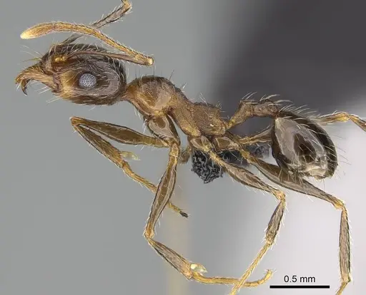 Pheidole tenuinodis - CASENT0822228