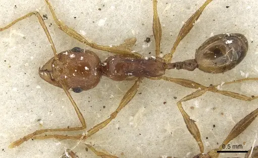 Pheidole tenuinodis - CASENT0901302