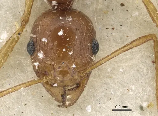 Pheidole tenuinodis - CASENT0901302