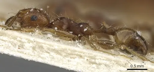 Pheidole tenuinodis - CASENT0901302