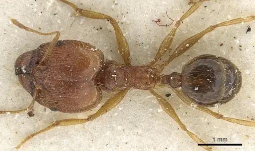 Pheidole tenuinodis - CASENT0901303