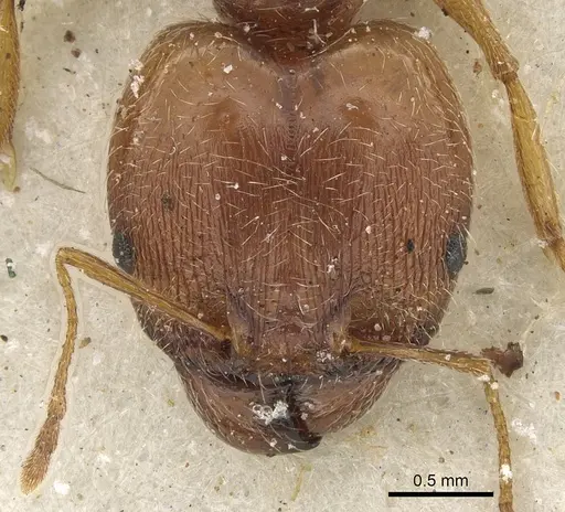 Pheidole tenuinodis - CASENT0901303