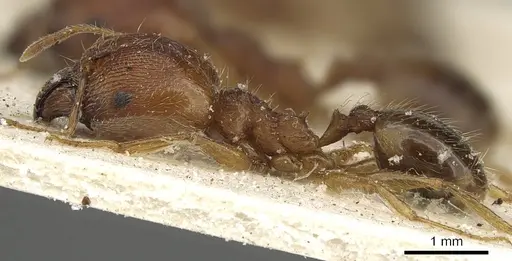 Pheidole tenuinodis - CASENT0901303